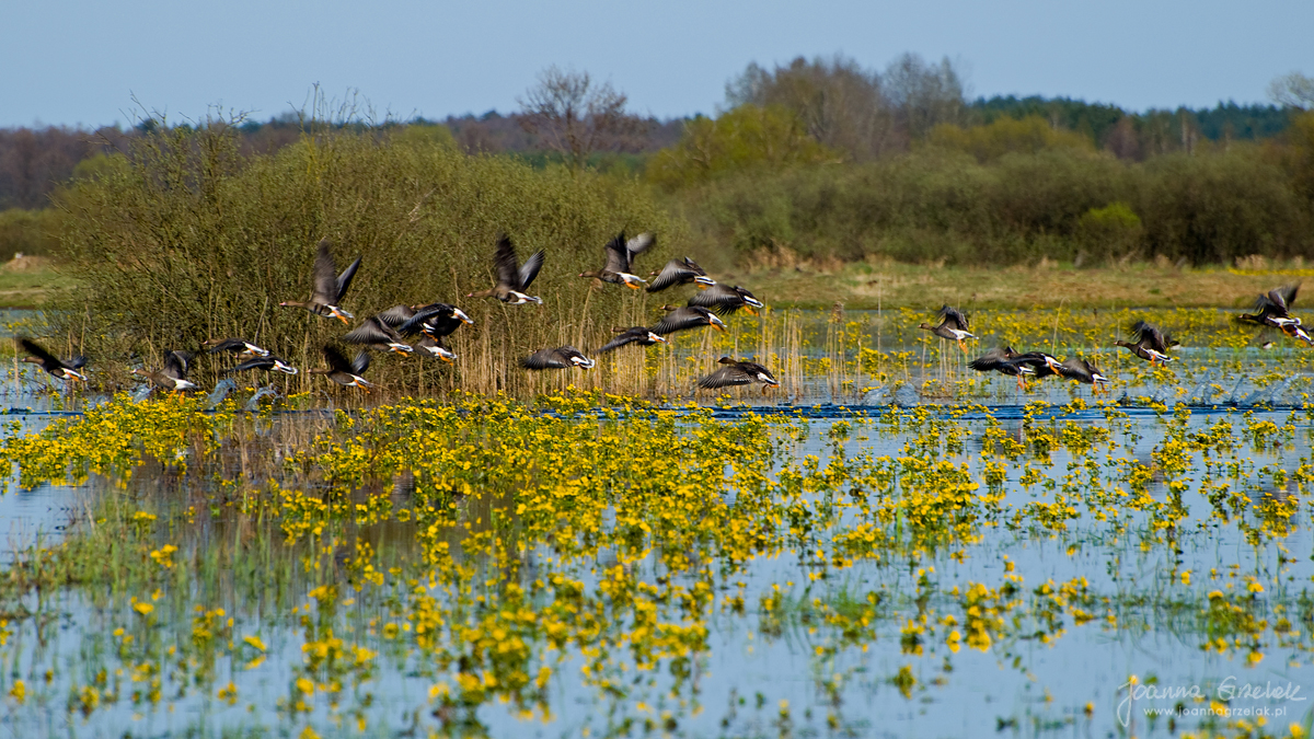 040_Biebrza - kwiecien 2009.jpg